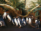 Snares Crested Penguins Walk Through a Forest to their Inland Colony Photographic Print by Frans Lanting