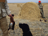 Pheasant Hunters and a Dog Participate in an Shoot Near Broken Bow Photographie par Joel Sartore
