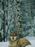 A Captive Grey Wolf, Canis Lupus, in the Snow Photographie par Joel Sartore
