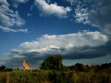 A Portrait of an African Cheetah, Acinonyx Jubatus Jubatus Photographic Print by Chris Johns