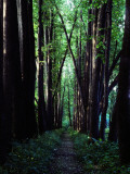 Linden Trees Line Leo Tolstoy's Favorite Path at Yasnaya Polyana Photographic Print by Sam Abell