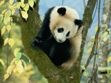 A Juvenile Giant Panda Photographic Print by Lu Zhi