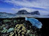 Humphead Wrasse and Other Fish Swimming in a Coral Reef Valokuvavedos tekijänä David Doubilet