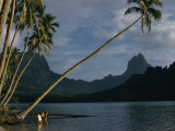 Coconut Palms Lean over Moorea's Tranquil Waters Photographie par Luis Marden