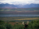 A Bull Moose, Alces Alces, Foraging Photographie par Joel Sartore