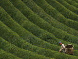 A Farmer Picks the Year's First Tea Crop from Waves of Green Photographie par George F. Mobley