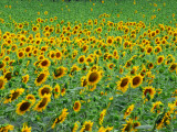 Field of Sunflowers in Bloom Photographic Print by Anne Keiser