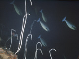 Surgeonfish Swim Past Sea Whips at 200 Feet under Water Photographic Print by Luis Marden