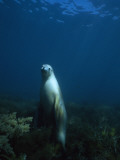 An Australian Sea Lion on Alert for Great White Sharks Valokuvavedos tekijänä David Doubilet