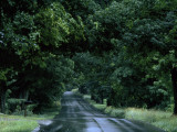 Sugar Maples Shade a Quite Country Road on the Gonyaw Farm in Summer Photographic Print by Michael S. Yamashita