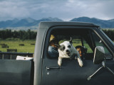 A Rancher's Dog Snarls at the Photographer Photographie par Joel Sartore