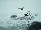 An Elk Carcass Becomes a Snowy Buffet for a Coyote and Two Ravens Photographic Print by Michael S. Quinton