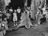 Students Looking at a Display of Tiger and Leopard Skins Photographic Print by J. Baylor Roberts