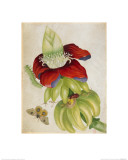 Plant Giclee Print by Maria Sibylla Merian