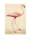 Greater Flamingo Reproduction procédé giclée par John White