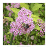 Flight of the Bumble Bee I Prints by Alicia Ludwig
