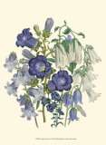 Loudon Florals I Art by Jane Loudon