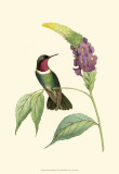 Delicate Hummingbird IV Affiche par Vision Studio 