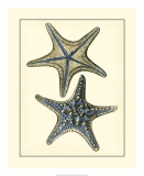 Antique Blue Starfish II Posters