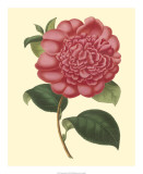 Camellia Garden I Prints by Verschaffelt 