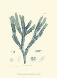 Nature Print in Aqua III Láminas