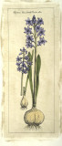 Embellished Hyacinth I Póster Embellished Hyacinth I Póster