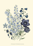 Loudon Florals IV Prints by Jane Loudon