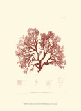 Nature Print in Coral II Posters Nature Print in Coral II Posters
