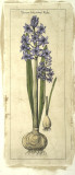 Embellished Hyacinth II Láminas Embellished Hyacinth II Láminas