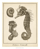Seahorse Study I Pósters