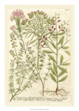 Weinmann's Garden I Posters by Johann Weinmann