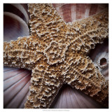 Macro Shells I Poster by Rachel Perry