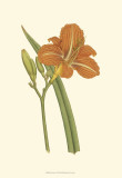 Lily Varieties I Prints by Samuel Curtis