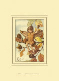 The Beechnut Fairy Láminas The Beechnut Fairy Láminas