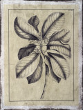 Embellished Antique Foliage II Print by Pierre-Joseph Buchoz