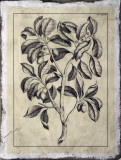 Embellished Antique Foliage I Prints by Pierre-Joseph Buchoz