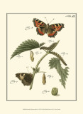 Butterfly Metamorphosis I Posters