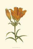 Lily Varieties III Prints by Samuel Curtis