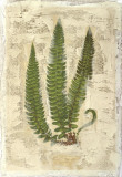 Fern Fresco I Láminas por Edward Lowe Fern Fresco I Láminas por Edward Lowe