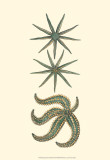 Aquamarine Starfish II Art by Vision Studio 