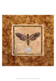 Manduca Moth Poster par Abby White