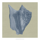 Chambray Shells I Posters by Vision Studio 