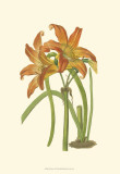 Lily Varieties IV Posters by Samuel Curtis