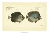 Antique Fish V Láminas por Marcus Elieser Bloch