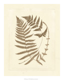 Sepia Ferns V Prints by Vision Studio 