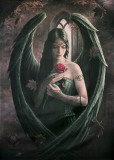 Ann Stokes  Angel Rose Poster