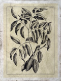 Embellished Antique Foliage III Posters av Pierre-Joseph Buchoz Embellished Antique Foliage III Posters av Pierre-Joseph Buchoz