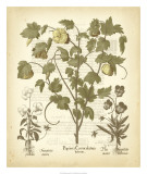Tinted Besler Botanical IV Art by Basilius Besler