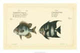 Antique Fish II Posters by Marcus Elieser Bloch