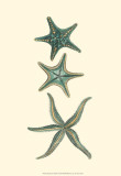 Aquamarine Starfish I Affiches